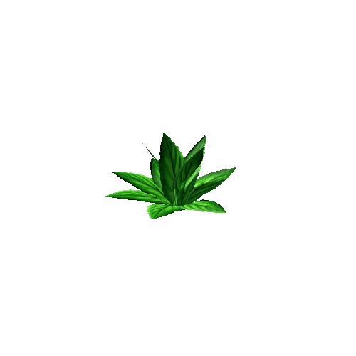 small plant2